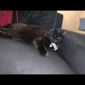 Meet your Posher, Sydney